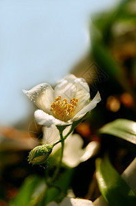 茉莉花温泉蓝色白色园艺季节性阳光香味茉莉香水图片