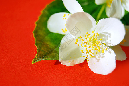 茉莉花蓝色温泉香水园艺茉莉香味白色季节性红色图片