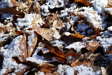 落霜叶叶水晶冷冻季节树木落叶棕色阴影图片