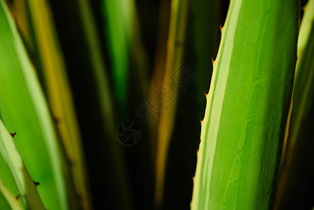 仙地曲线动植物植物绿色区系背景图片