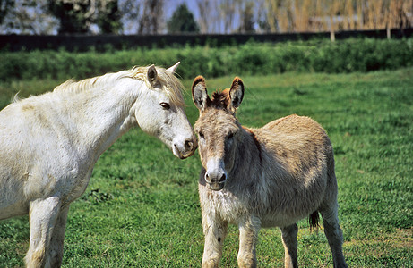 马和驴子动物农村旅行国家旅游太阳游客场地农场图片
