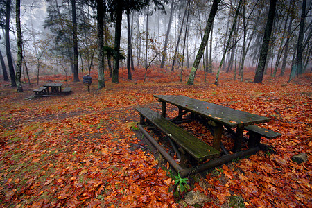秋季风景国家公园树木旅行农村场景孤独叶子阳光环境图片