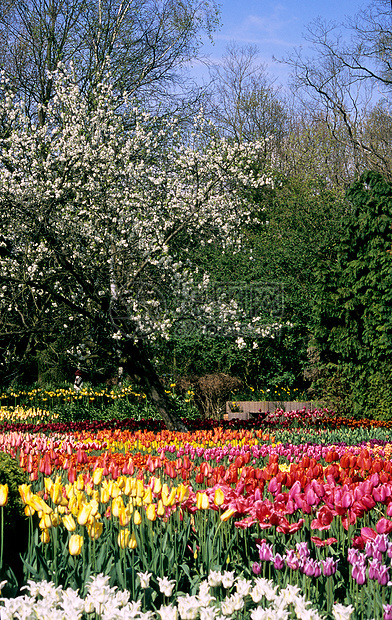 比利时的春花图片