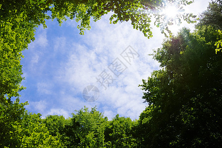 森林框架太阳日光阳光生长气氛树叶植物学天空蓝色边界图片