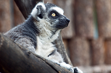 狐猴热带环尾灰色濒危灵长类野生动物荒野哺乳动物卡塔动物园图片