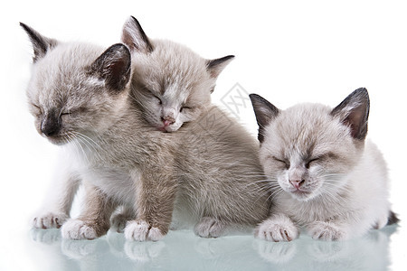 婴儿婴幼儿儿童睡觉猫咪孩子工作室毛皮宠物胡须耳朵小猫爪子哺乳动物图片