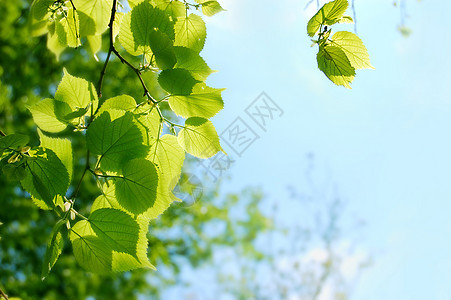 树森林绿色叶子植物学植物分支机构宏观天空树木树叶图片
