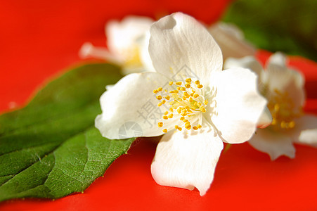 茉莉花温泉香水茉莉红色白色季节性蓝色香味园艺图片