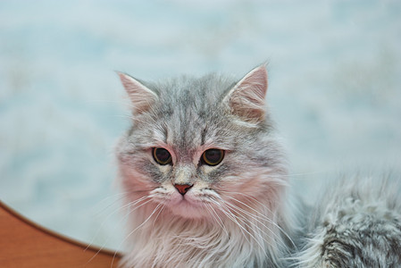 英国猫爪子耳朵灰色胡须毛皮眼睛冒充哺乳动物头发宠物背景图片