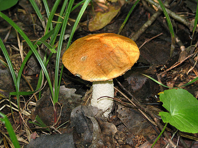蘑菇桔梗森林背景图片