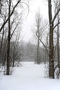 冬季森林景观暴风雪天气风景冻结雪堆树木季节降雪树干雪花图片