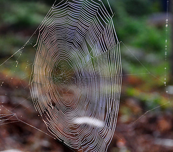 蜘蛛网自然蜘蛛背景图片
