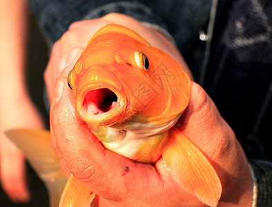 捕捉鱼日本娱乐眼睛动物群钓鱼运动背景图片