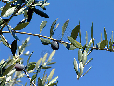橄榄树收成天空植物蓝色水果图片