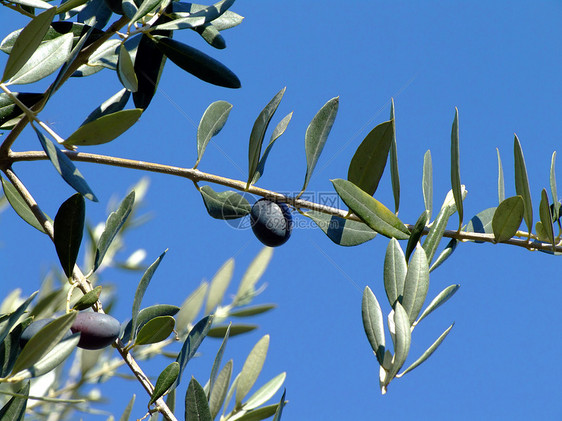 橄榄树收成天空植物蓝色水果图片