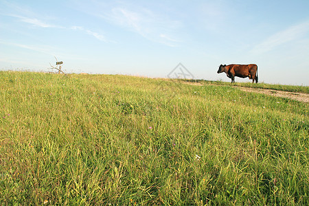 棕奶牛农场棕色农村牧场哺乳动物草地生气农业场地耳朵图片