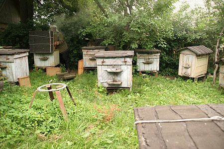 白俄罗斯养蜂人高清图片