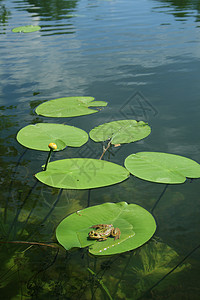 在水面上的青蛙图片