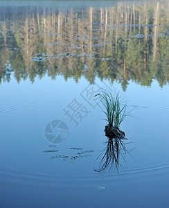 木湖松树桦木天空反射木头海岸植物蓝色树干分支机构图片