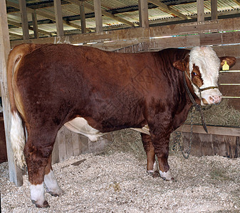 赫里福德公牛红色标签锯末摊位牛肉农场戒指哺乳动物鼻子奶牛图片