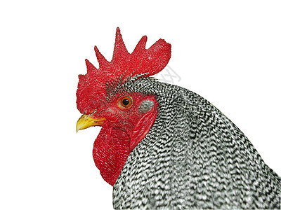普利茅斯摇滚公鸡脖子鸡冠红色岩石乡村梳子动物羽毛剪裁波峰图片