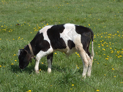 夏日草原上的黑白母牛农民农业农场太阳工业动物牛奶农田角皮图片