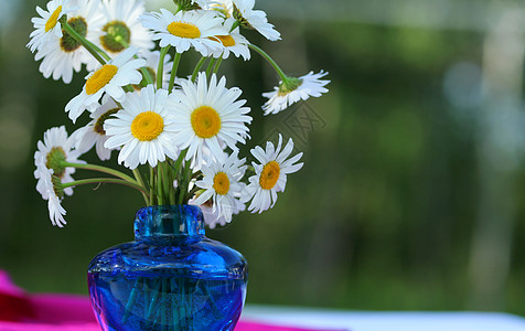 白花宫花朵白色蓝色雏菊花瓶植物图片