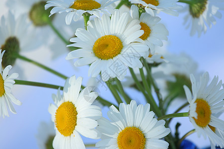 白花宫雏菊花朵白色植物图片