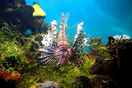 热带水族馆中的狮子鱼图片