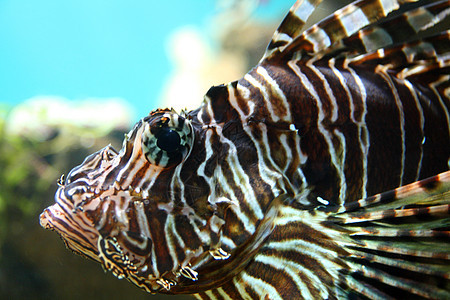 热带水族馆中近距离接近狮子鱼图片