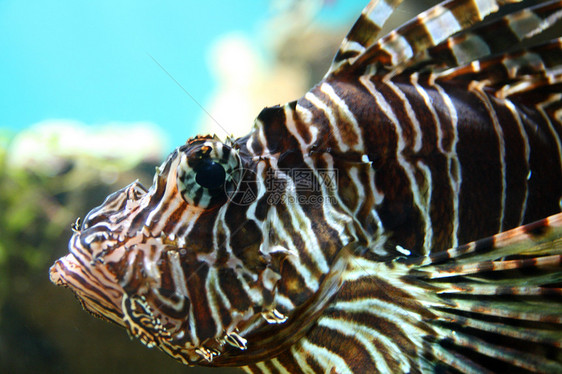 热带水族馆中近距离接近狮子鱼图片