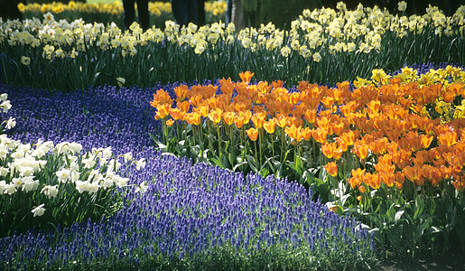 Keukenhof 花园细节图片