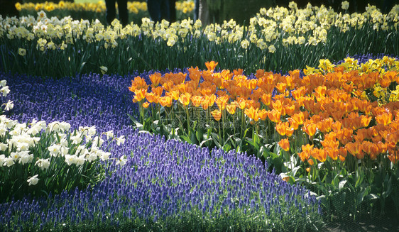 Keukenhof 花园细节图片