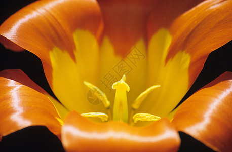 橘橙郁金香 特写郁金香花瓣黄色花园植物群宏观季节性种植场地橙子图片