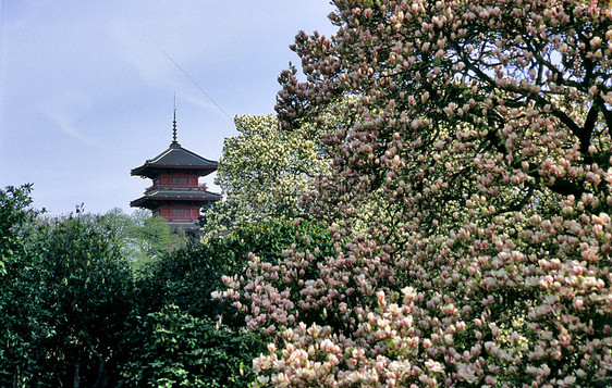 日本与布鲁塞尔马格努利亚的日本塔图片