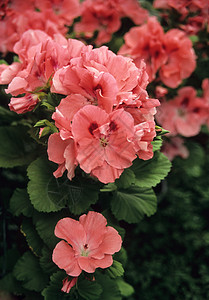 天竺葵绿色红色粉色花园温室植物地标皇家园艺背景图片