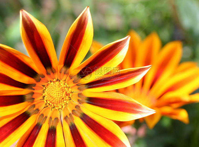 Gazania 虎纹花花图片