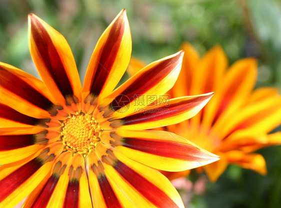 Gazania 虎纹花花图片