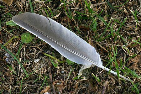 羽羽毛灰色鹅毛笔蓝色绿色鸟类翅膀动物图片