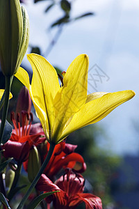 黄色李红花种子花冠公园植物群礼物植物学百合农村宏观图片