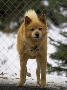一只狗动物毛皮眼睛警卫耳朵栅栏背景图片