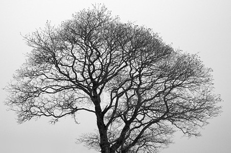 条木树白色分支机构树枝树干季节图片
