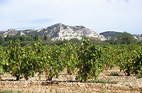南法国的植物种植看法田园农业栽培岩石风光山脉酒厂庄稼背景图片