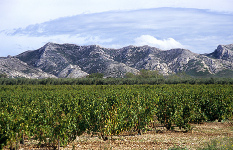 法国南部的Winry栽培酒厂岩石山脉风光田园植物庄稼看法农业图片