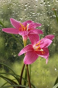 粉花花树干植物学粉色紫色花瓣宏观玻璃绿色图片