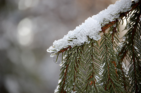 雪在Fir Fire 分支上图片