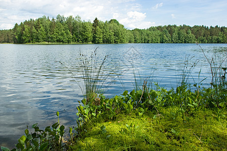 在森林湖的夏天阳光池塘乡村场景叶子风景水景城市旅行荒野图片
