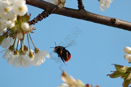 大黄蜂在飞行中宏观漏洞蜜蜂航班昆虫触角翅膀植物群花粉花蜜图片