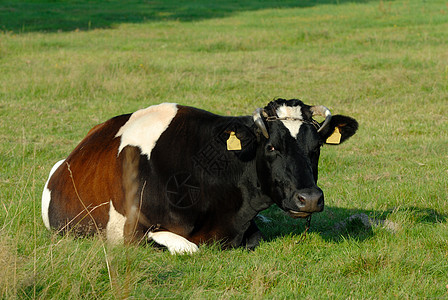 奶牛农业草地哺乳动物国家农田牛肉牛奶乡村牧场绿色图片