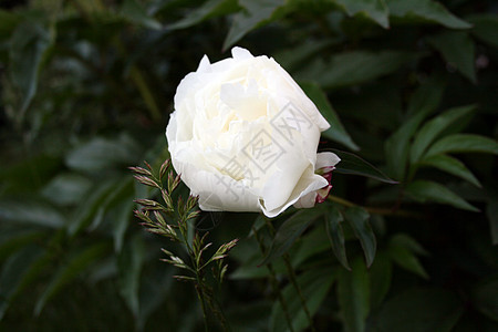 装饰花花植物生长树叶园艺花瓣白色玫瑰青菜背景图片